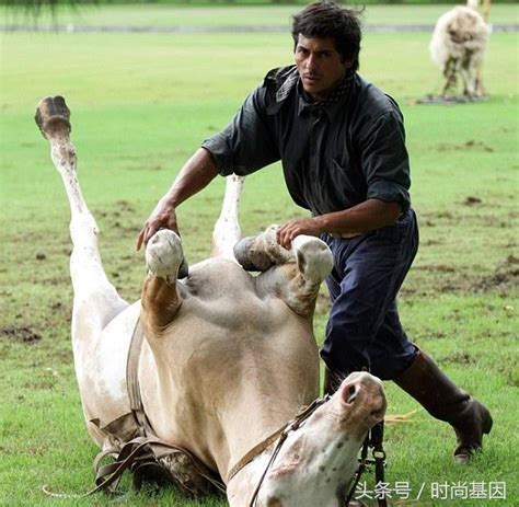 人和馬做愛|美女和動物馬交配網站列表